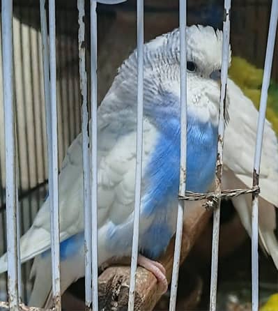 breeder pairs home breed