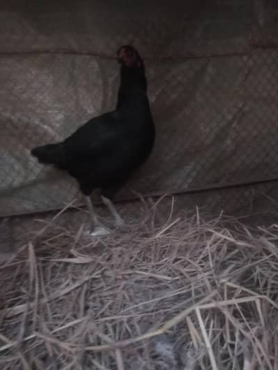 pure aseel pair for sale