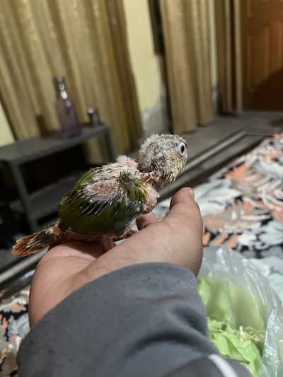 Pineapple conure chick for sale