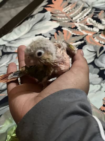 Pineapple conure chick for sale