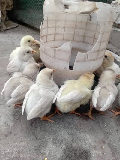 heera aseel pure miya wali jory k 8 chozy available hain ful active