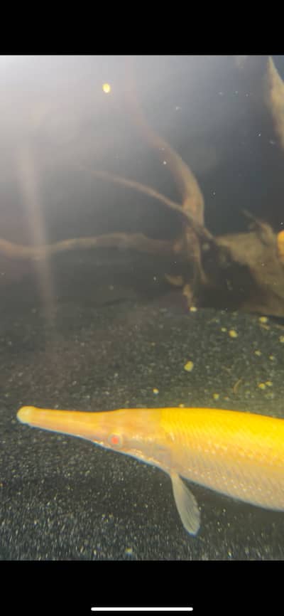 Albino Florida Gar
