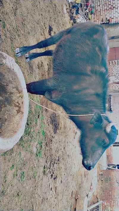 Sindhi Male Buffalo