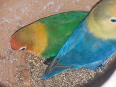 love bird breader pair cage for sale