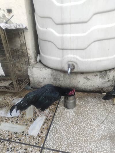 Top quality Lasani patha Cheeni Madi