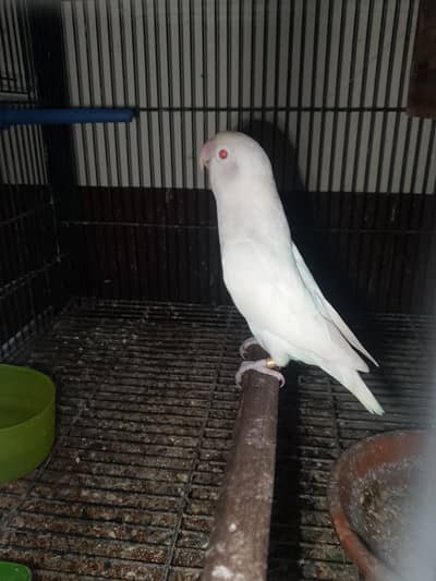 Love Birds Confirm Breeder psirs