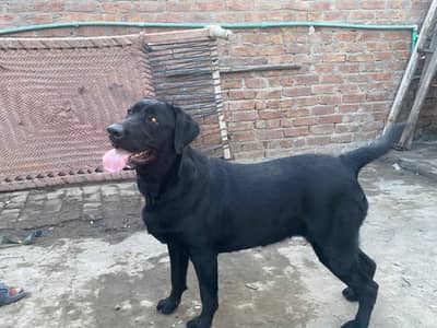 female labrador  healthy  dog