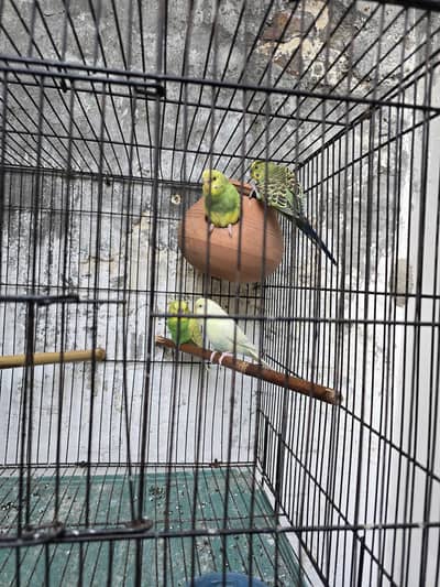 2 breeder pairs of Australian parrots for sale.