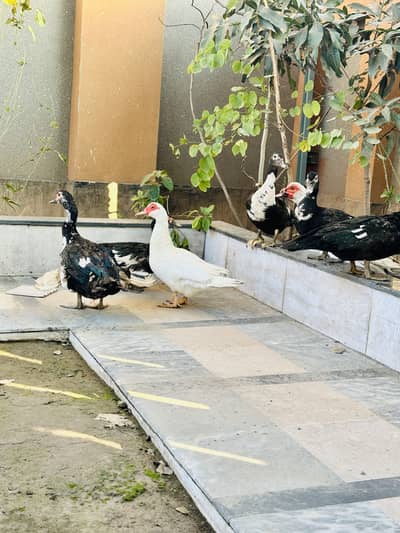 Muscovy ducks breeder  for sale fancy ducks