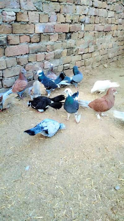 Chaudhary Birds