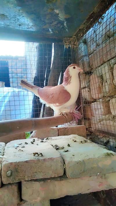 جس کسی بھائی کو کبوترز وغیرہ چاہیے ہم سے رابطہ کریں