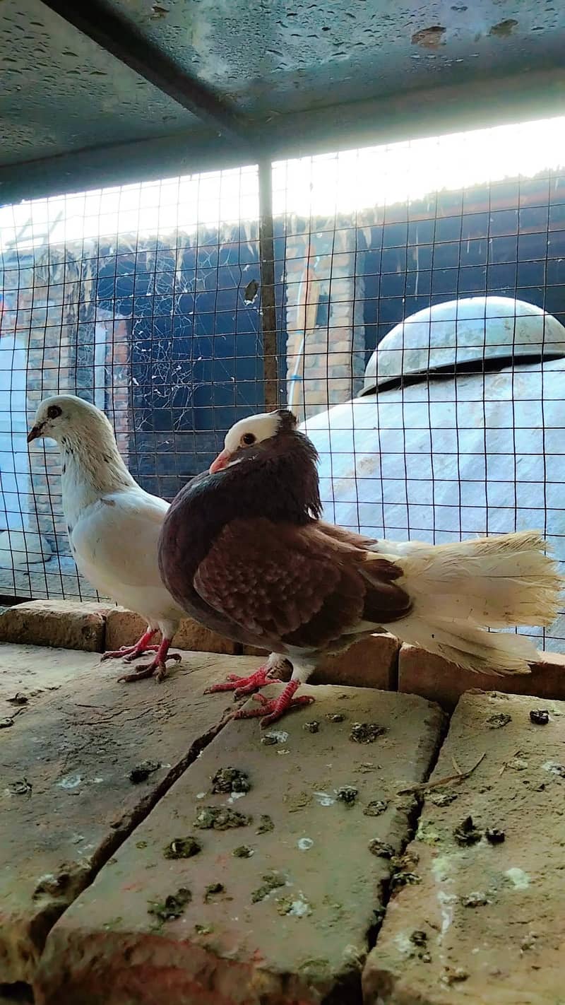 جس کسی بھائی کو کبوترز وغیرہ چاہیے ہم سے رابطہ کریں 1