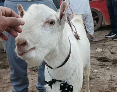 TEDDA BREEDER MIX SKIN 2 DANT