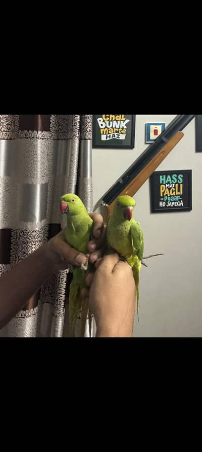 Rickneck parrot  pair 8 months old