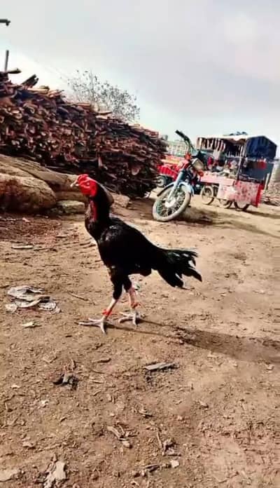 home breed Thai croos