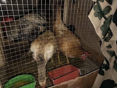 female hen pair with male desi cook
