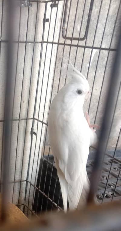 Eno male and dominant yellow cheek female cocktail