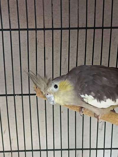 female dominant yellow cheek cocktail