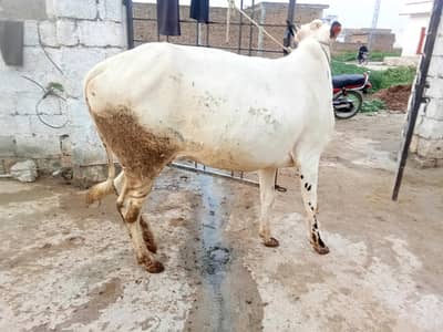 Fata jangi cow 0314 5387877