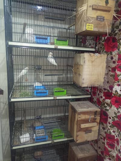 cage parrots box all setup for sale