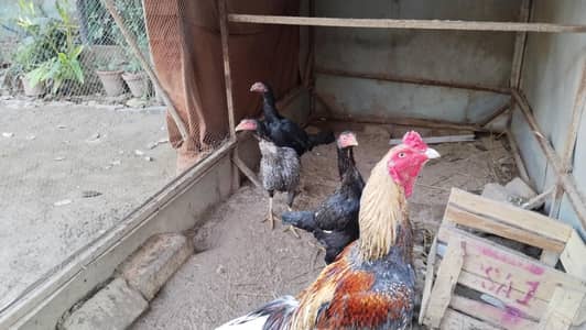 aseel murga and murgi for sale