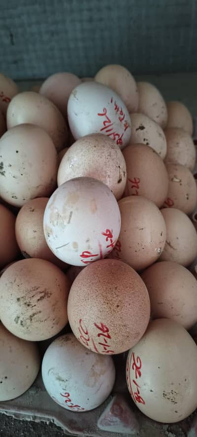 Shamo , Thai , Pakistani Eggs