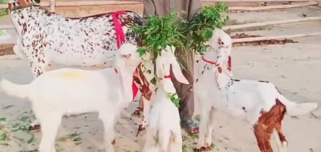 making chini bakri 3 bacho wali for sale/03257785919 WhatsApp