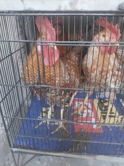 Murghayy bray firokht hy