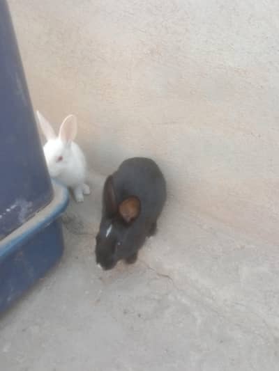 rabbit Ka bacha 2 month. Ka ha