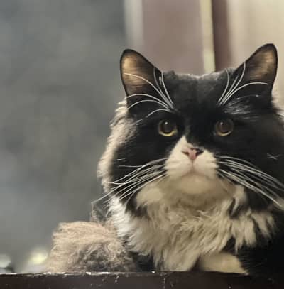 Persian Triple Coat Male Cat