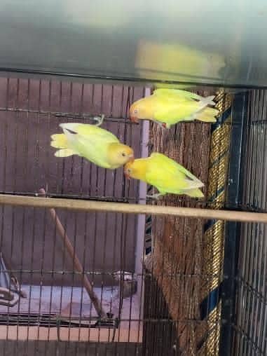 0327-0277654/cage/parrot/cocktail/love bird/cremino/decino/bajri/albin