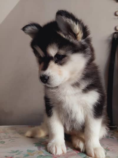 Husky dog  | Siberian Husky puppy | wolly coat Husky puppy For sale