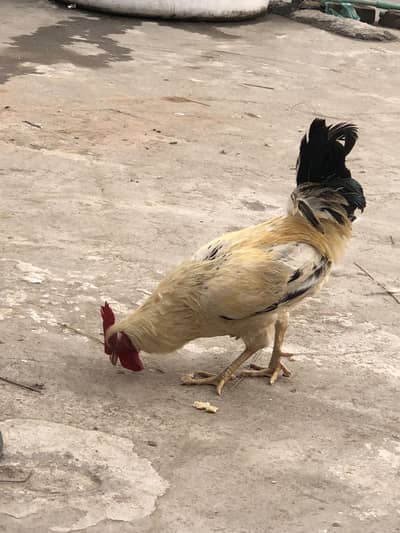 Golden Misri Beautiful Roaster