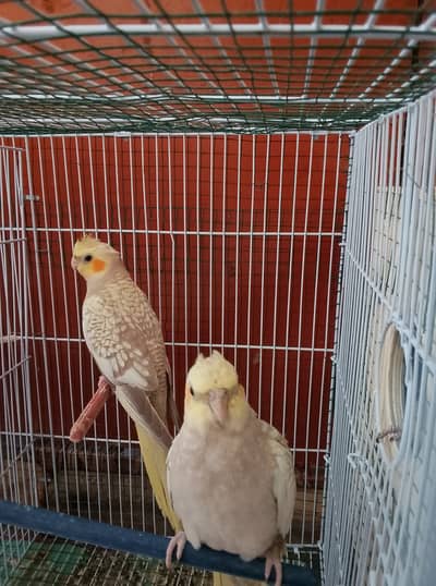 Cocktail Parrots 4months age