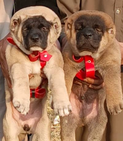 kurdish kangal puppies pair | kangal  Dog  original breed