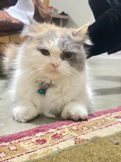 Female cat for sale | 4year old