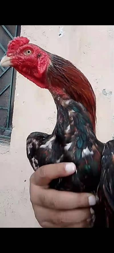 aseel for sale or exgainj with zero size paper white pair