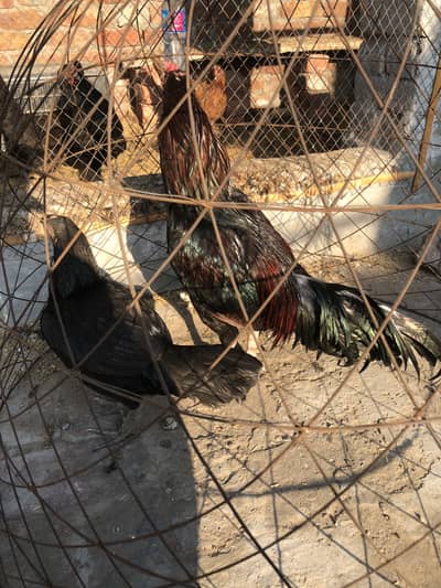 Aseel breeder pair or chicks available