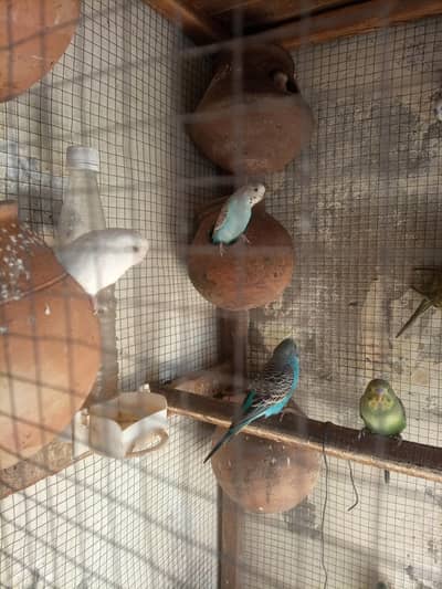 Australian patriot pairs