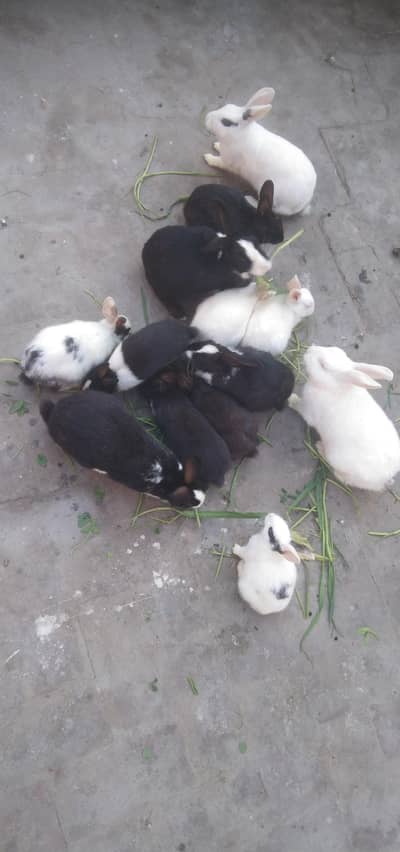 7000 choty bary mix 11 pcs