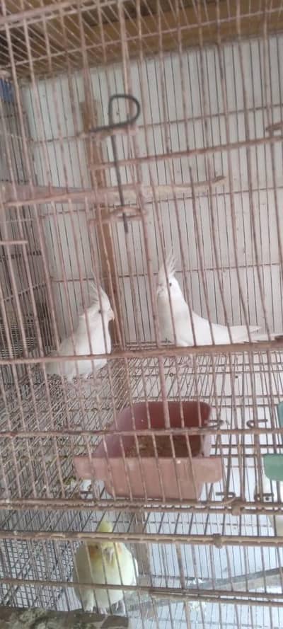 cockatiel and lovebirds