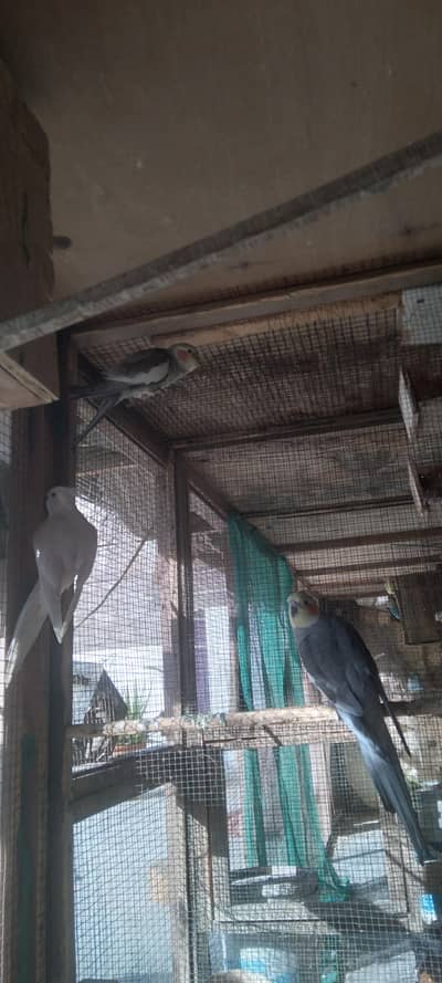 cocktail and lovebirds