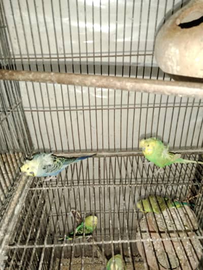 5pair breader bajri aik pair hogo double flower