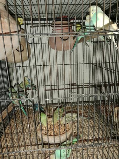 5pair breader bajri aik pair hogo double flower