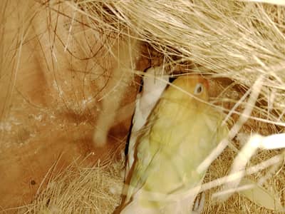 3pair breader bajri aik pair hogo double flower