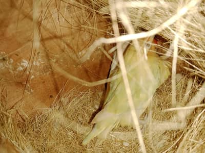 3pair breader bajri aik pair hogo double flower