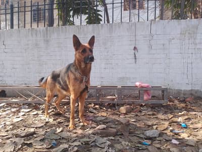 German shepherd | GSD | Female | double coated gsd