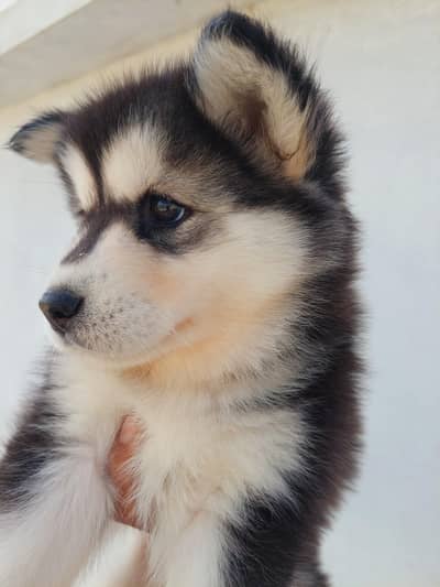 Husky dog  | Siberian Husky puppy | wolly coat Husky puppy For sale