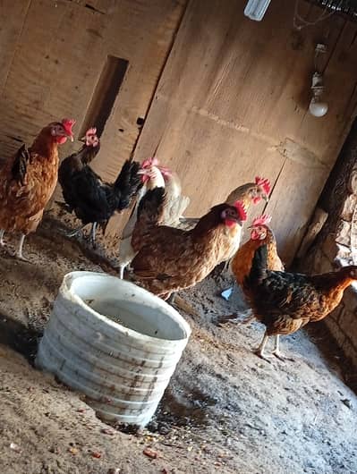 8 Egg lying hens looking for new shelter