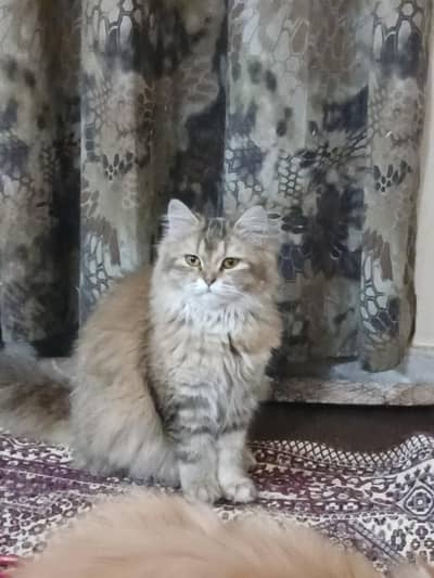 Persian tabby cat
